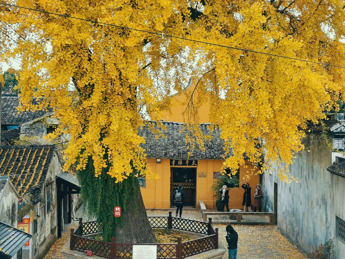 苏州太平老街古银杏树