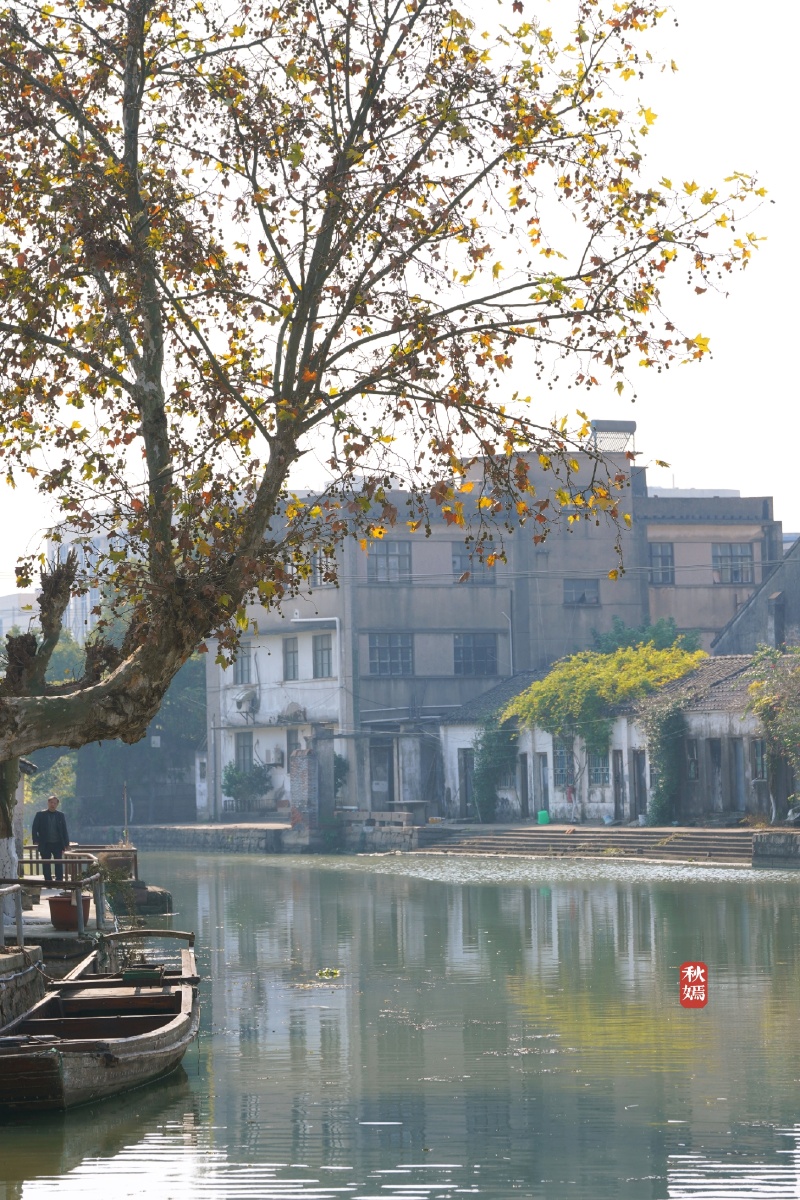 苏州太平老街古银杏树
