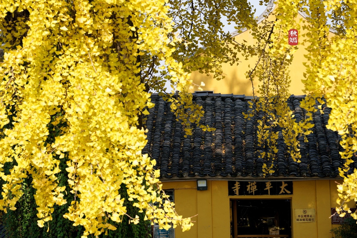 苏州太平老街古银杏树