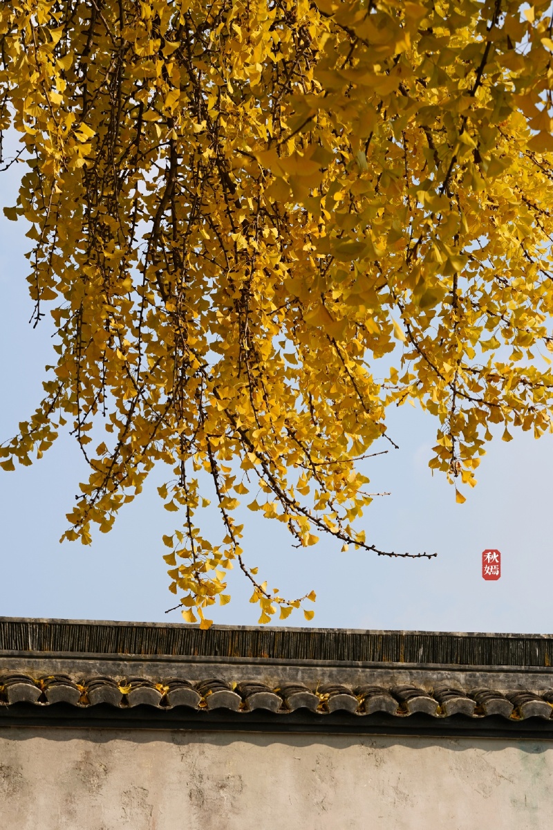 苏州太平老街古银杏树
