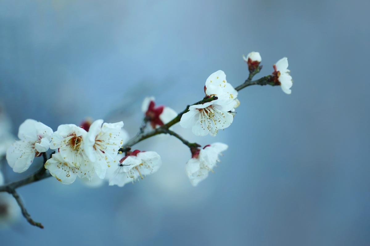 俏立枝头的白梅,清雅秀美. 刚刚立春