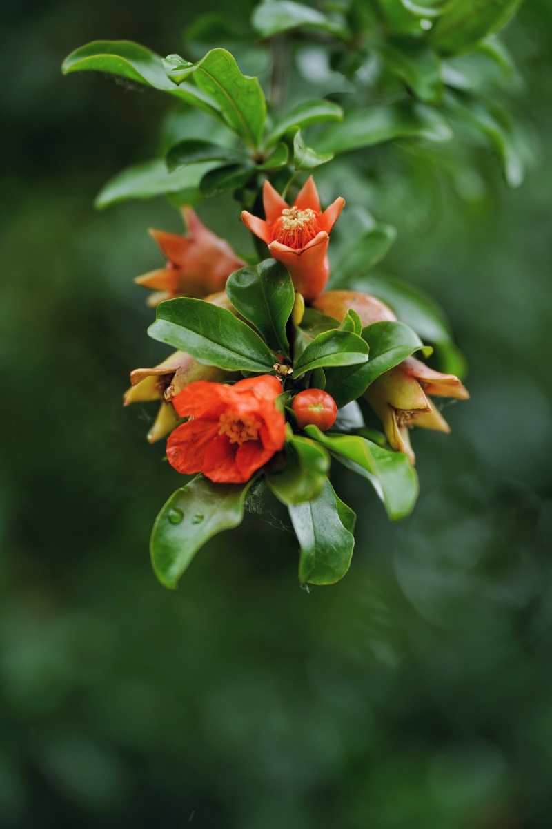 树林里的石榴树花幽静树林石榴花寂寞绽放茂密叶片娇艳花朵热烈而浪漫