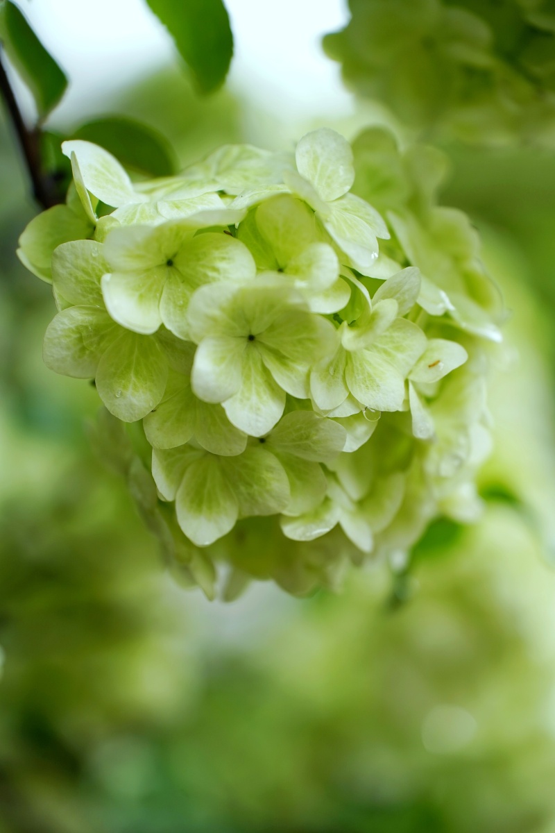 木绣球会变色的,早期是清新脱俗的绿色.