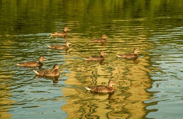 DSC_2408-111