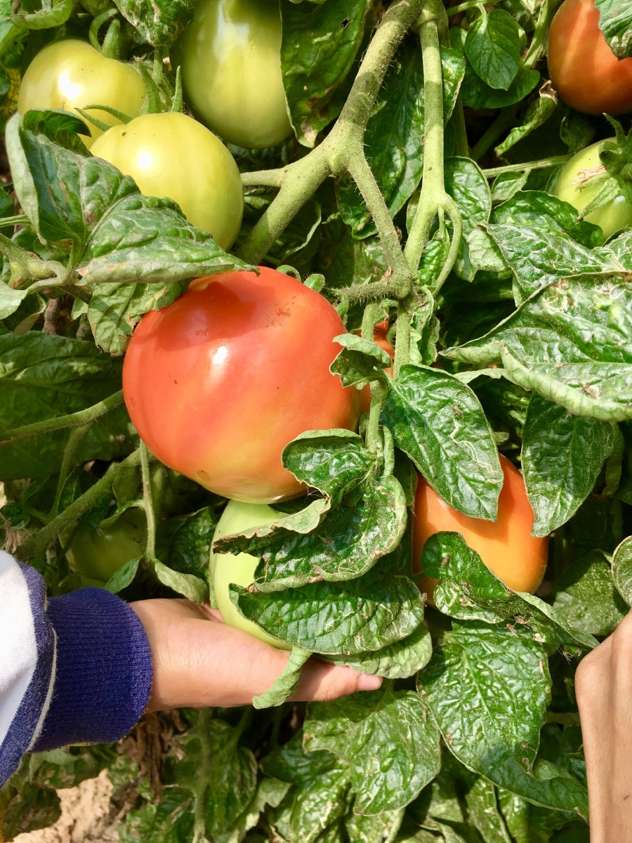 农家乐～摘西红柿