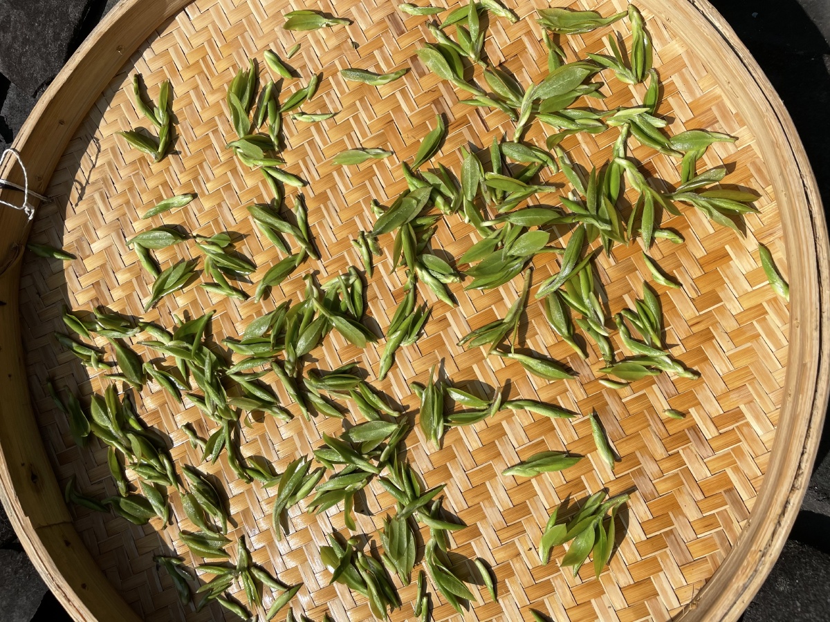 早春的头茬芽茶