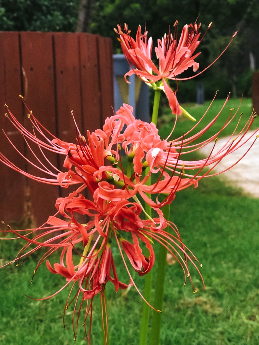 石蒜又名彼岸花