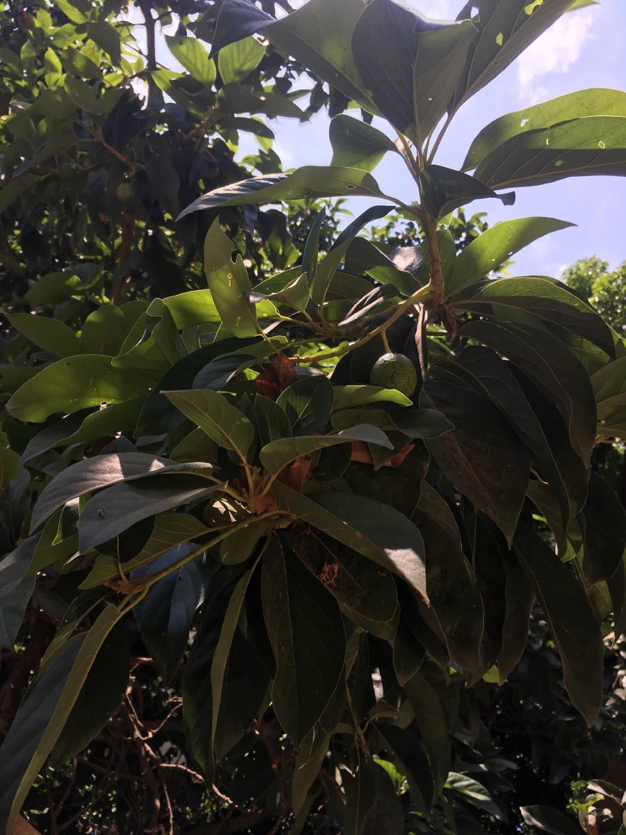 非洲 小小的巷子 却有棵硕大的油梨树 - chenchen