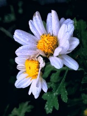 1899