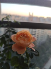 1000041656