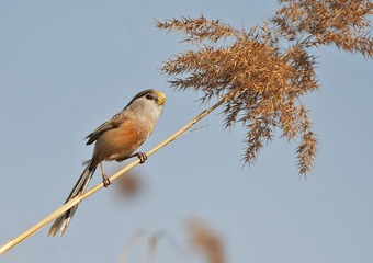 DSC00827a