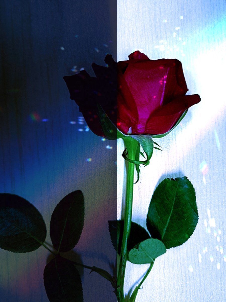 我在玫瑰的光影里藏一个你