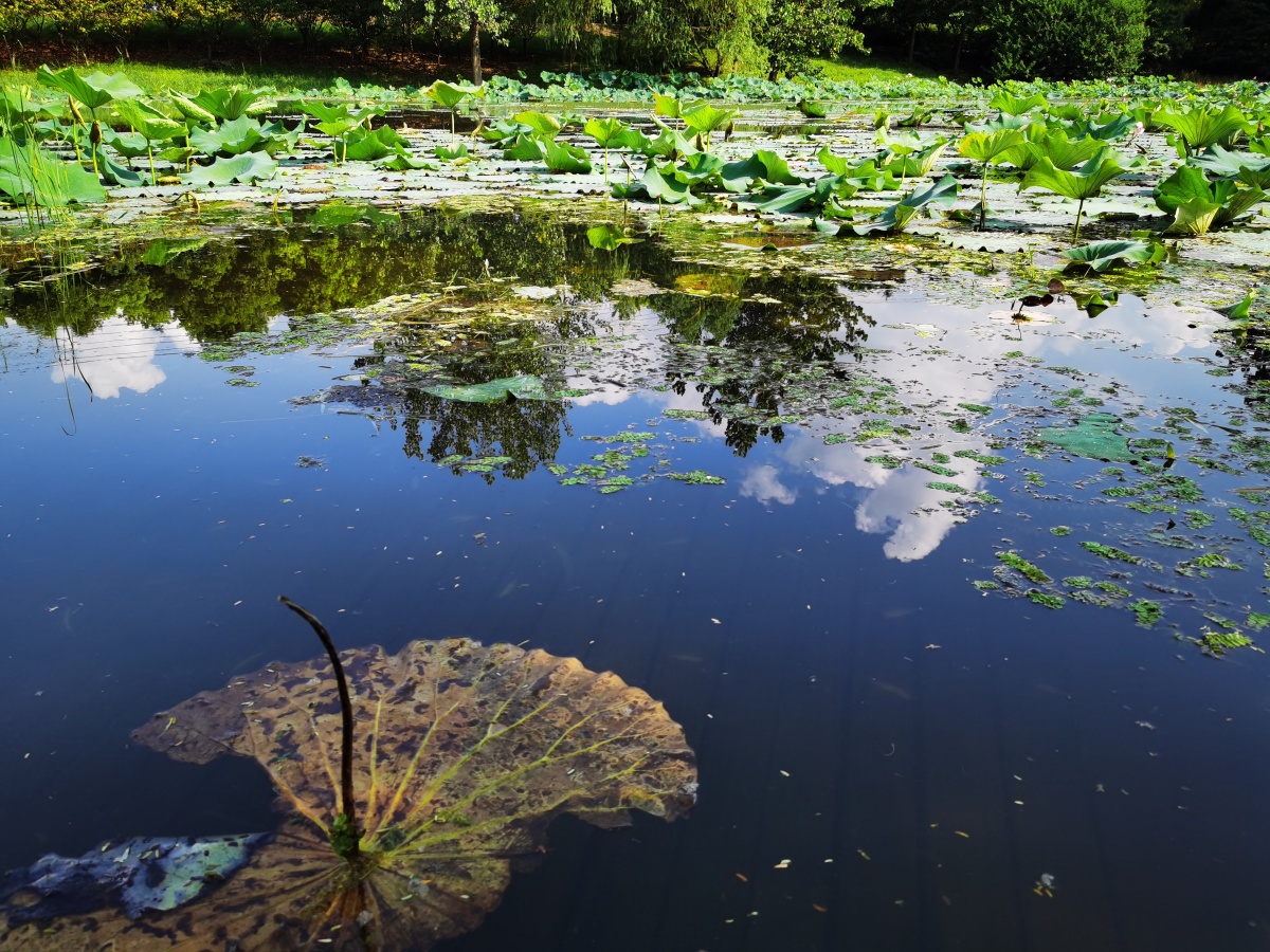 南京三桥湿地公园