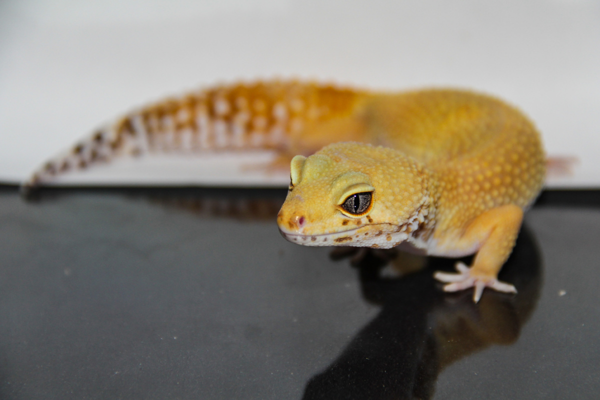 更新一波小众宠物豹纹守宫