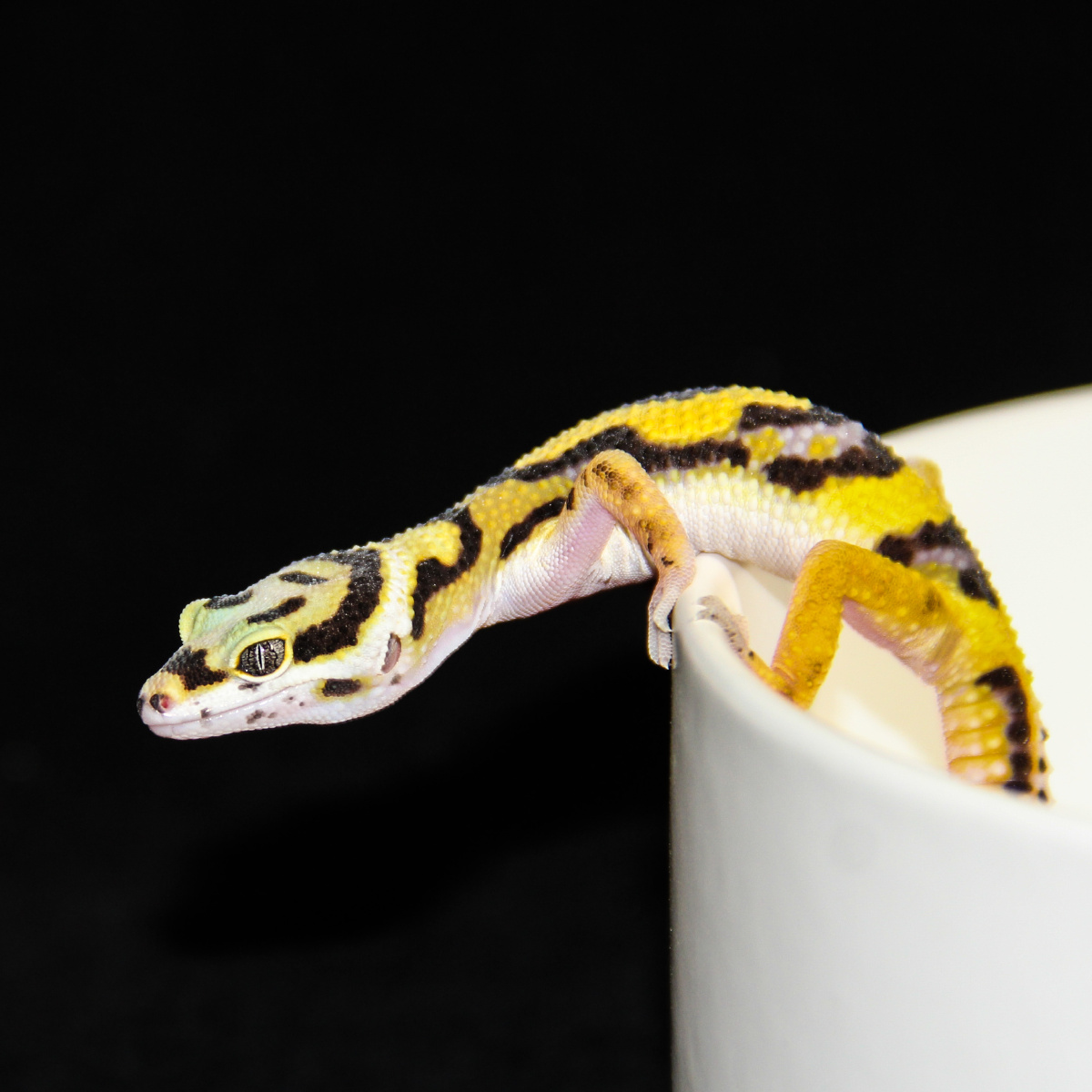 更新一波小众宠物豹纹守宫