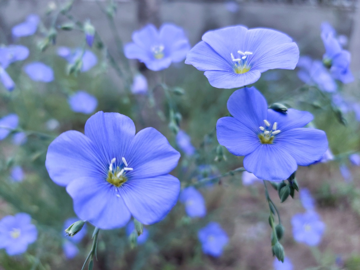 宿根亚麻藏医用于治子宫瘀血闭经身体虚弱