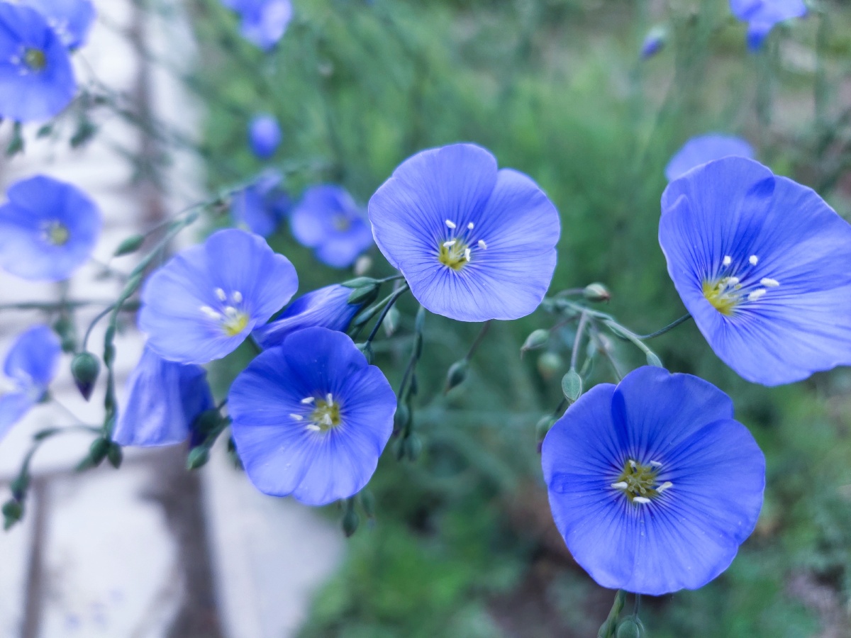 宿根亚麻藏医用于治子宫瘀血闭经身体虚弱