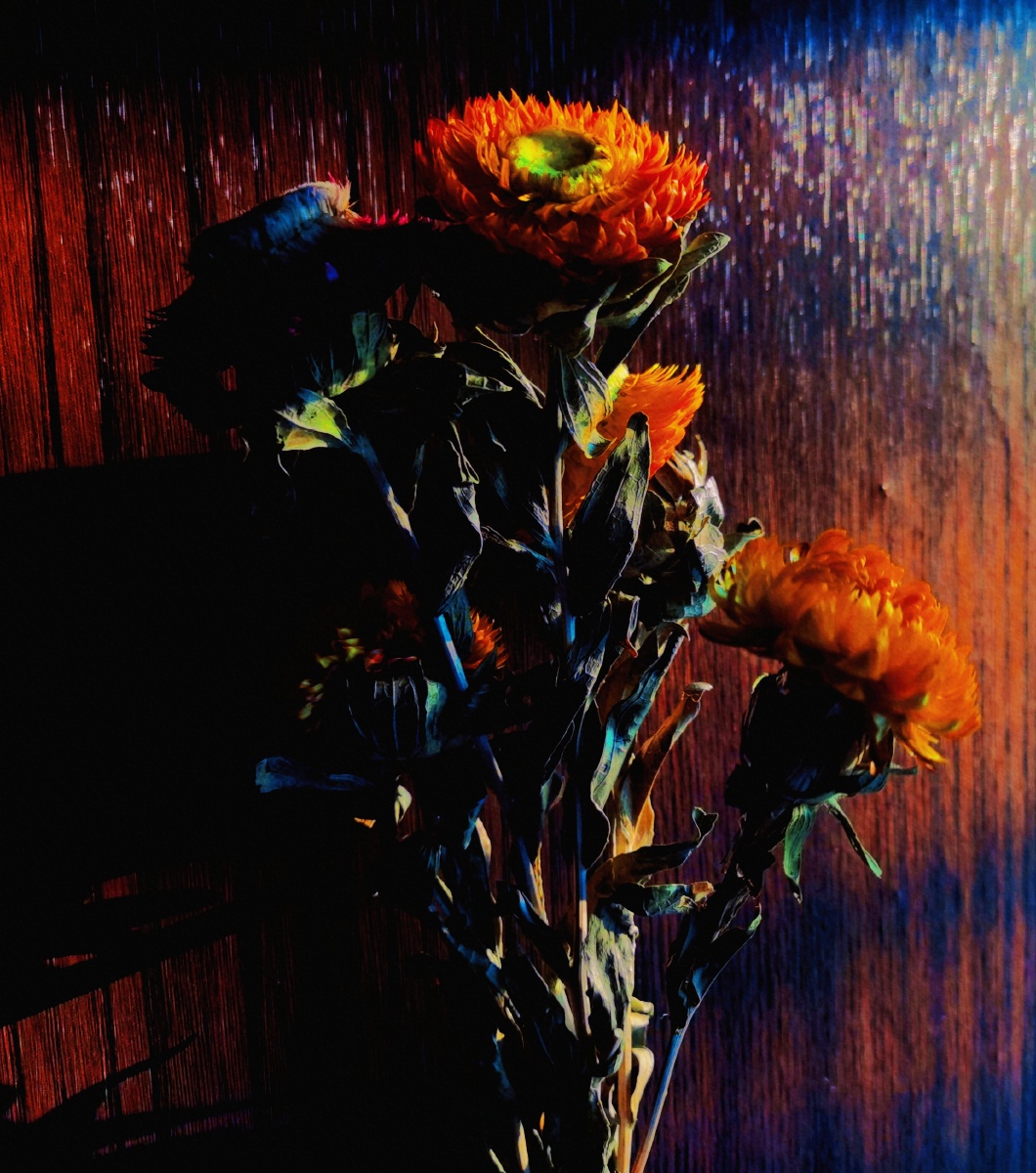 谶花谶花一语成谶反之反之花灭人生浮生物语裟椤双树故人归