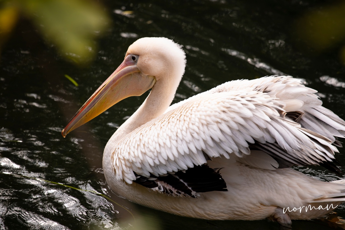 鹈鹕- 鸟兄鸟弟 - 图虫