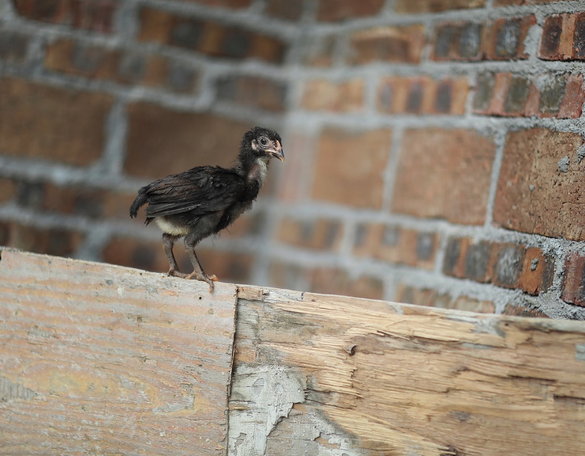 一只发呆的丑小鸡