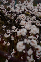 06C972EB-259F-4A3E-9FFF-501F10F93E23/L0/001