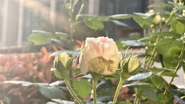 46CFBED1-C6F2-4340-ABF4-9E29B8F63598/L0/001