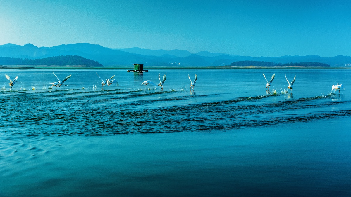 凌波摄于江西鹰潭白鹤湖