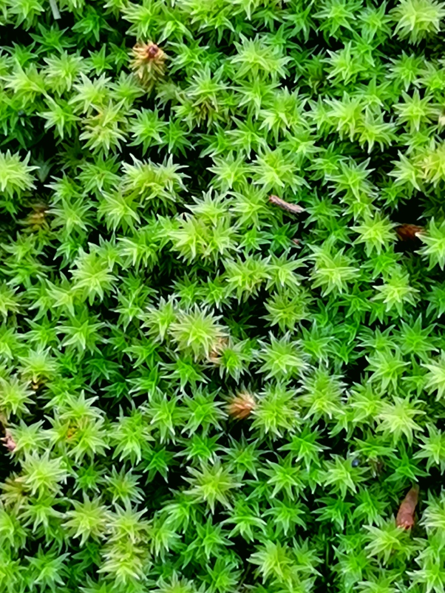 星星苔藓 - 伊凡2018 - 图虫