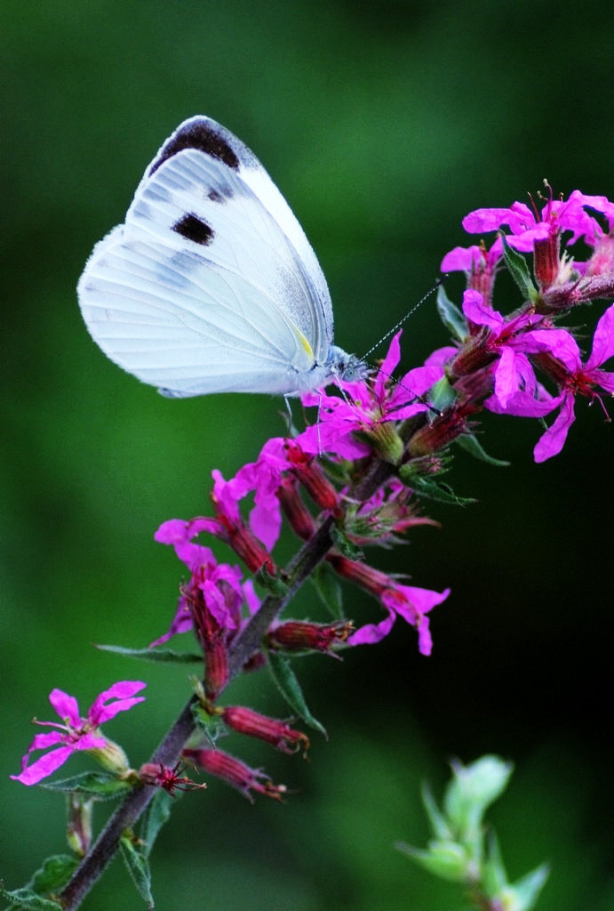 花花世界 鸳鸯蝴蝶 - 柳斯 - 图虫
