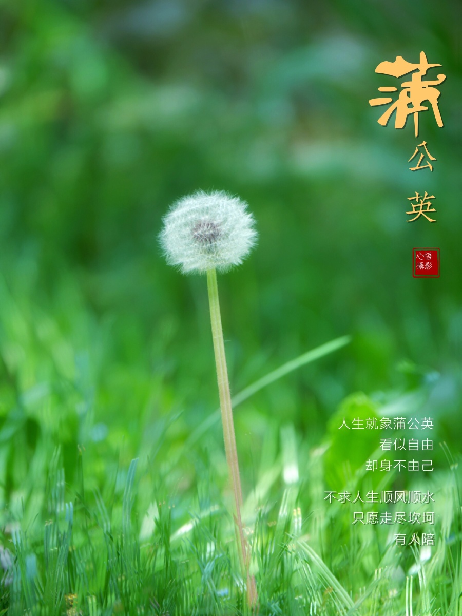 飞舞的精灵蒲公英