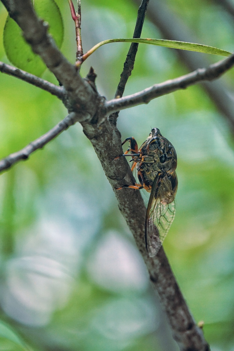 知了在声声叫着夏天