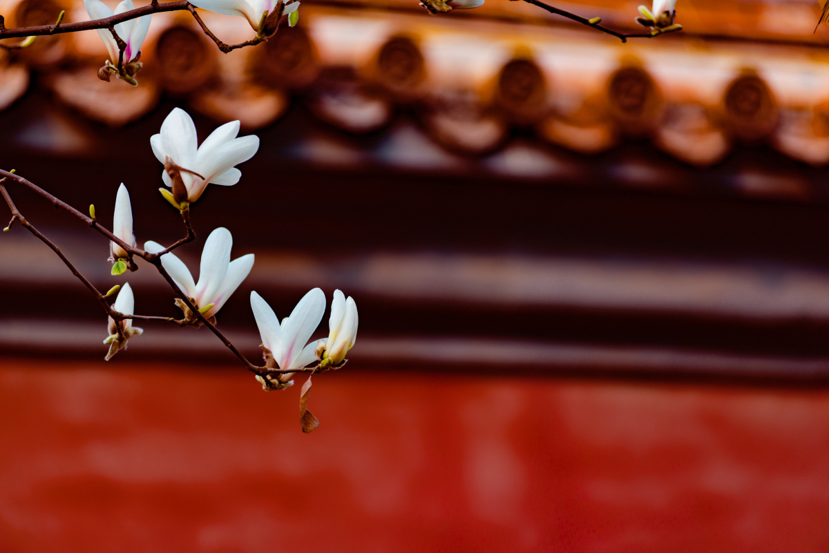 红墙琉璃瓦与白玉兰,典型的中国画风格