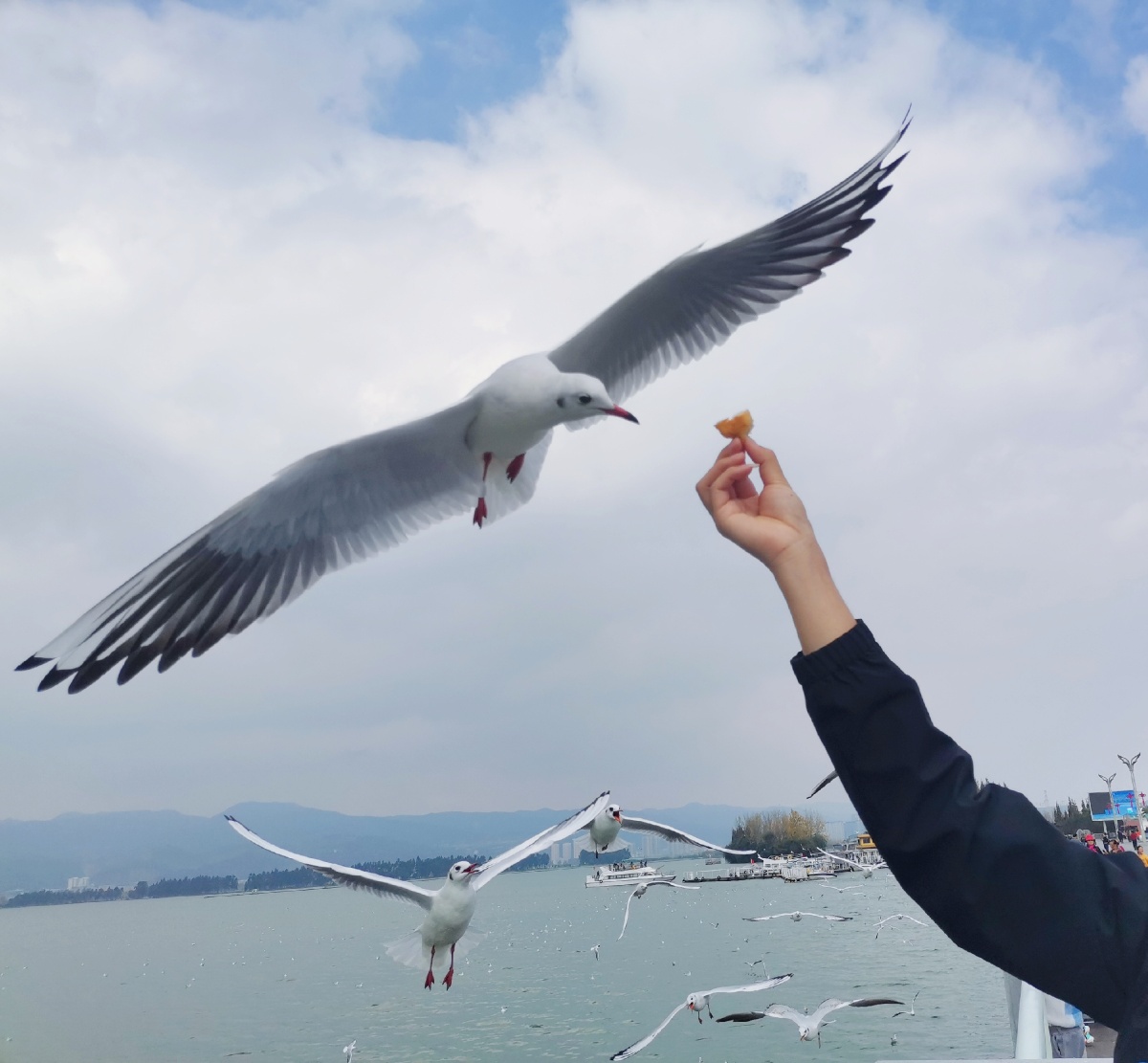 滇池喂海鸥从我手上抢食物总共分几步