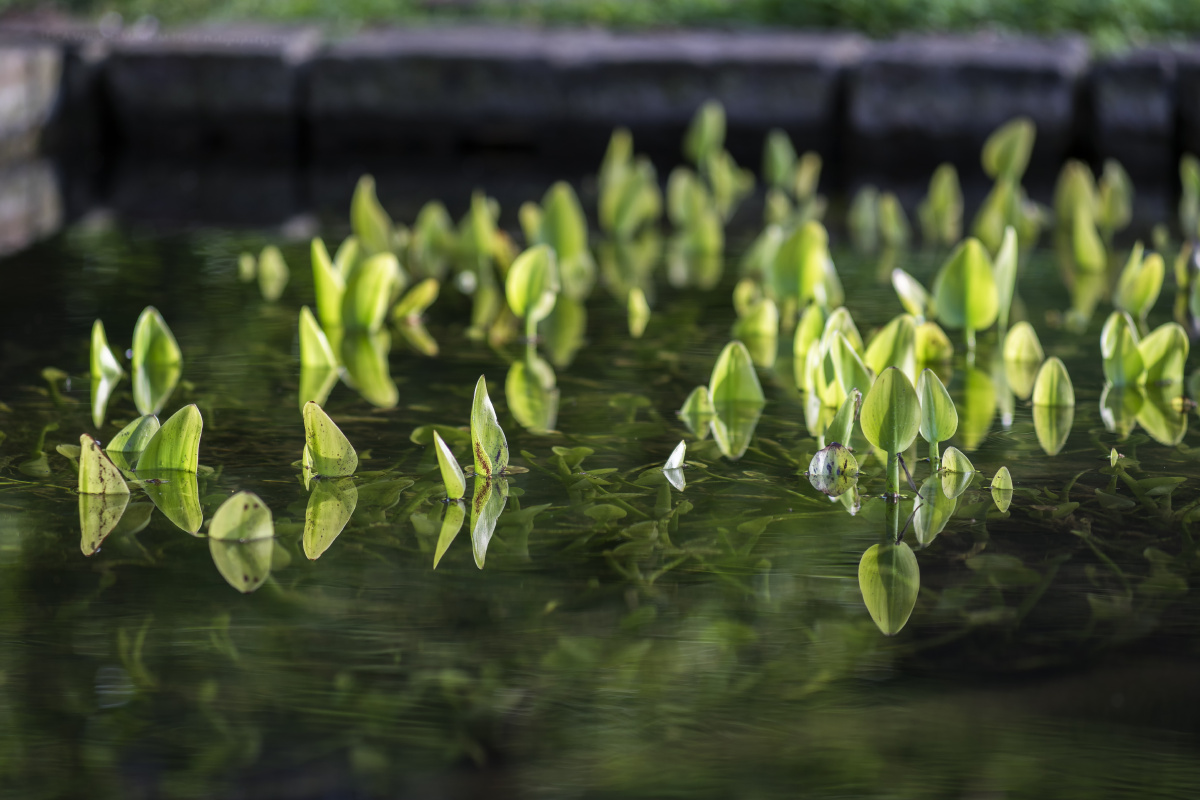 山下兰芽短浸溪