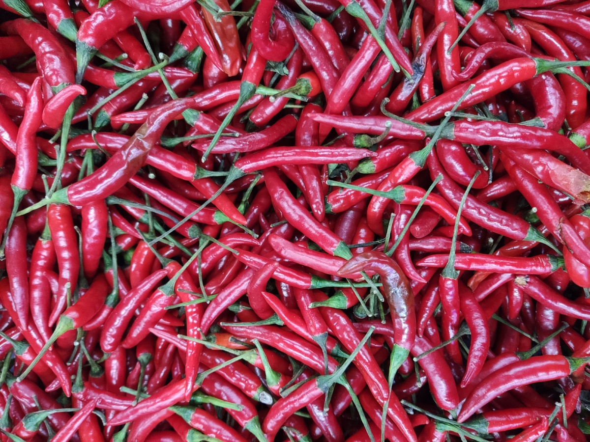 朝天椒辣椒