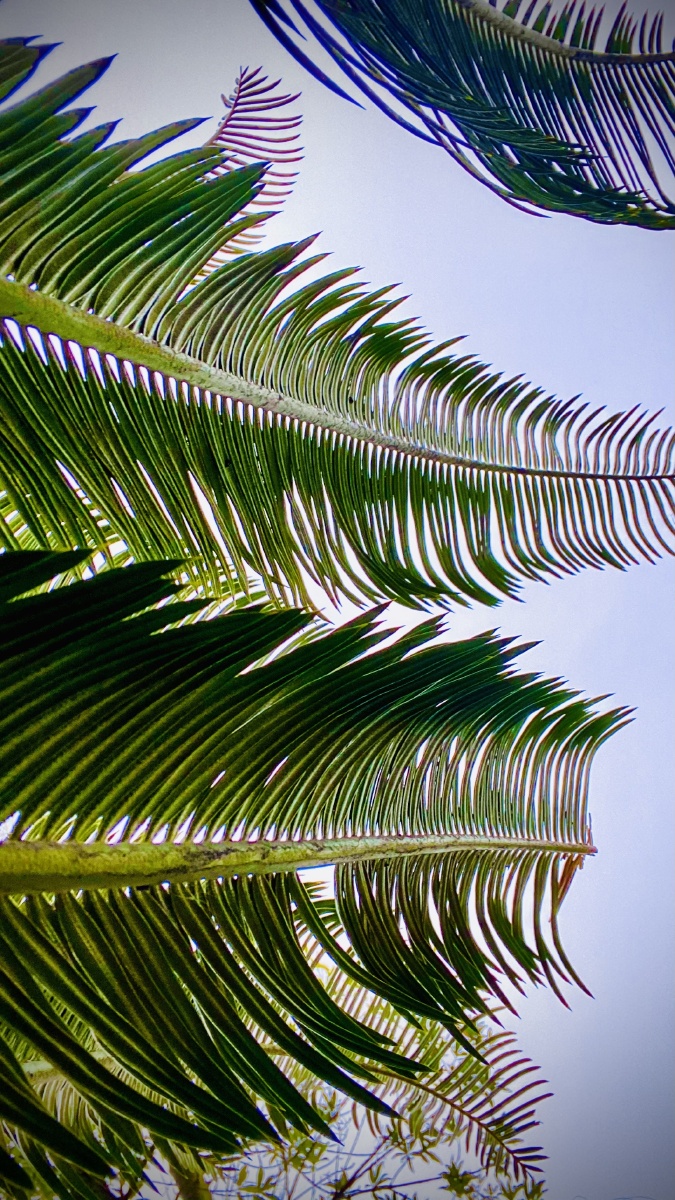 不同角度看铁树叶