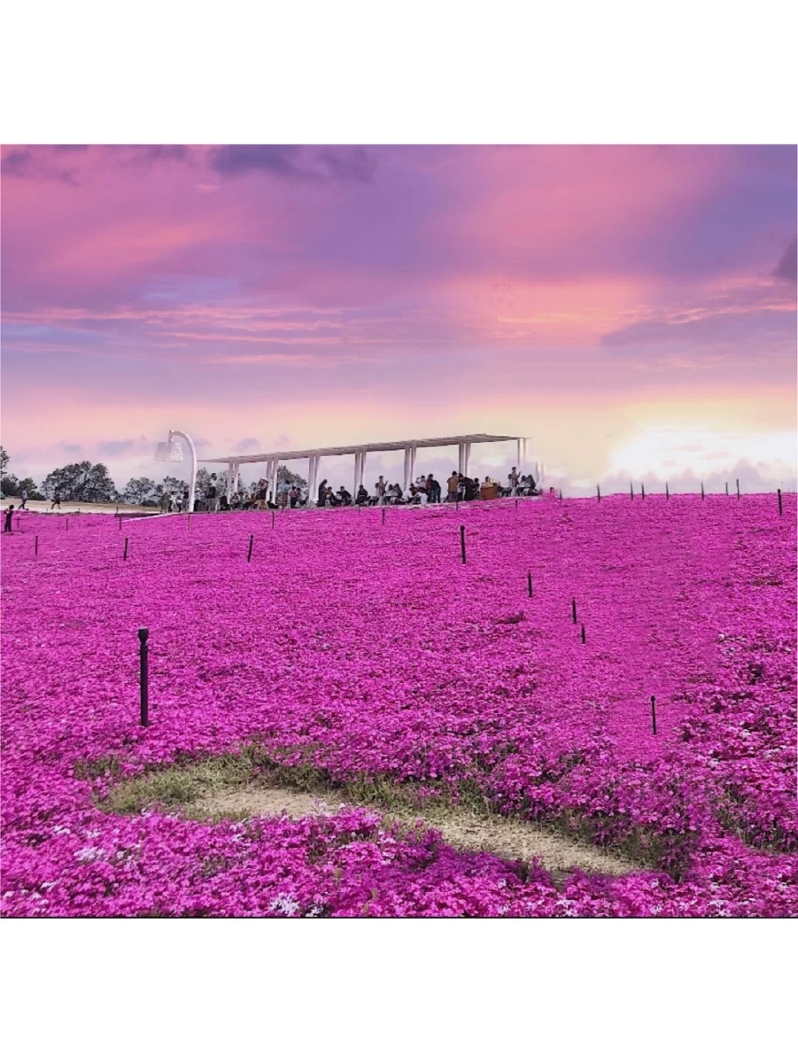 绿野山居景区在江北慈城那块花海在山顶真的建议坐观光车上去途上去