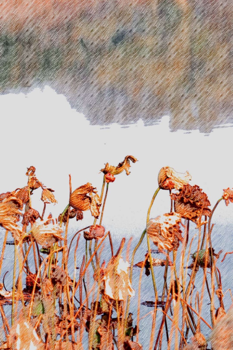 残荷枯叶立寒塘别样美拍摄于圆明园初冬时节