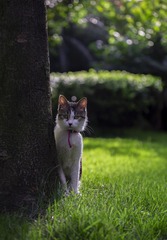 一只叫萌萌的猫