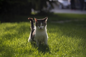 吐舌头的猫