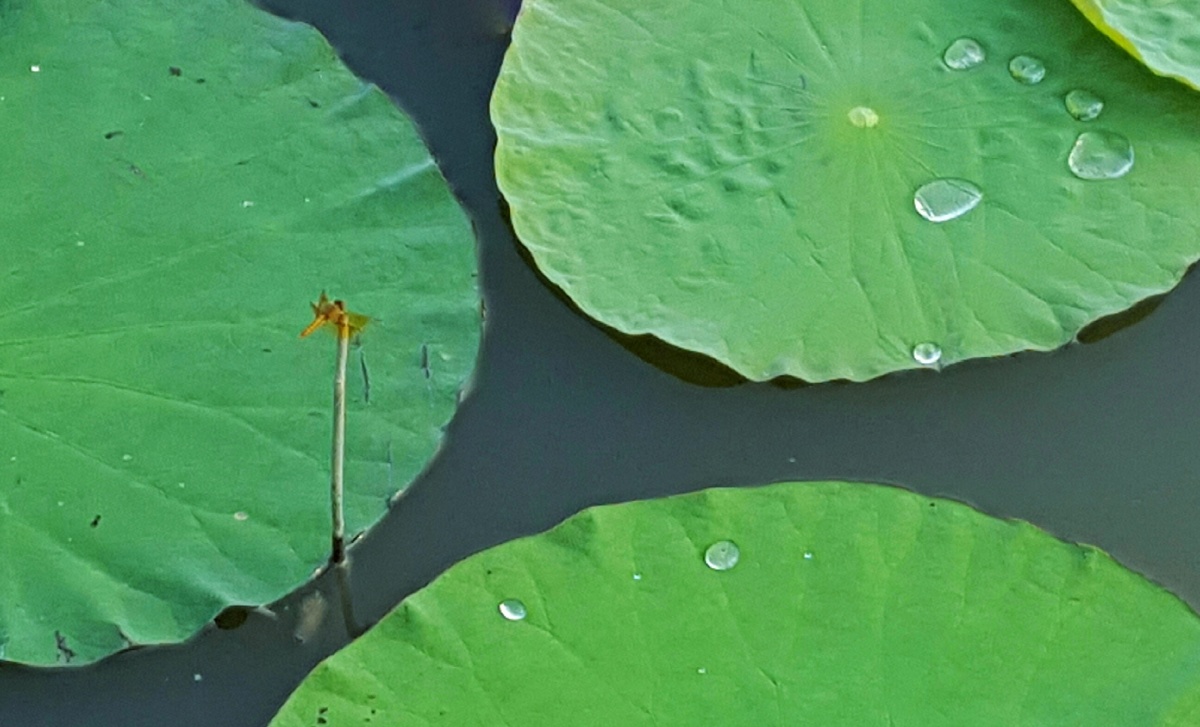 这个时节,满塘漂浮圆圆的荷叶,小荷才露尖尖角,偶然发现一只