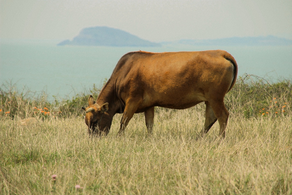 一头在海边吃草的牛