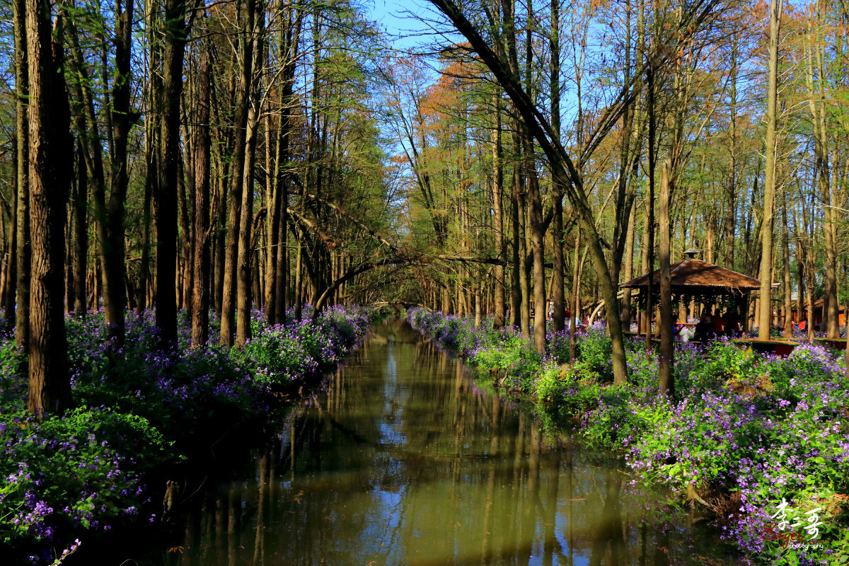 水上森林江苏兴化特色景观