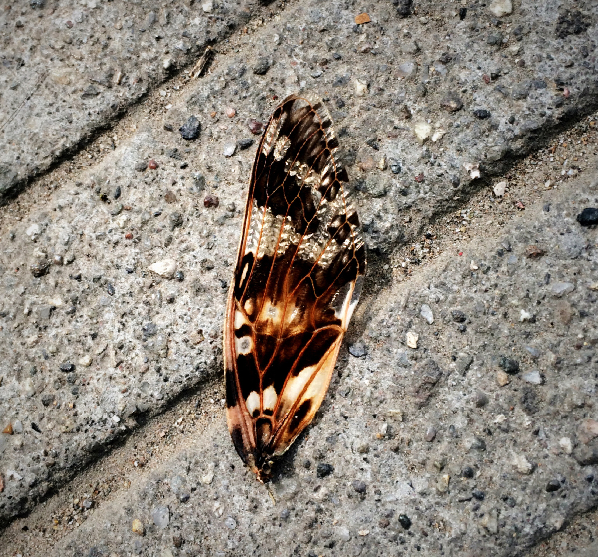 它不是害怕死亡,而是害怕不能继续飞翔(一只死掉的蝴蝶的半只翅膀)