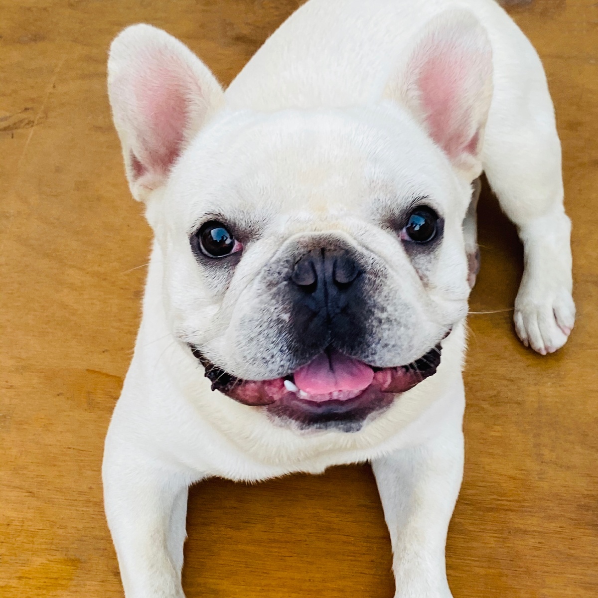 胖牛- 板蓝根大王 - 图虫