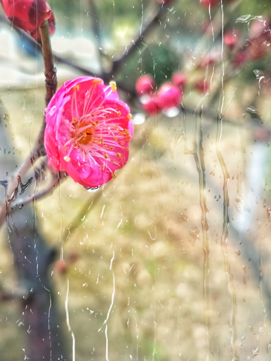 梅花带雨手机摄影冬雨中梅花傲然绽放娇艳欲滴