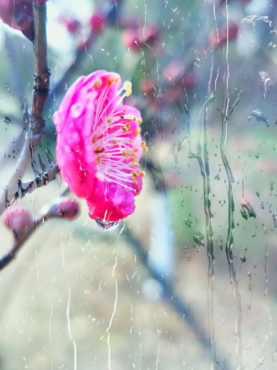 梅花带雨手机摄影冬雨中梅花傲然绽放娇艳欲滴