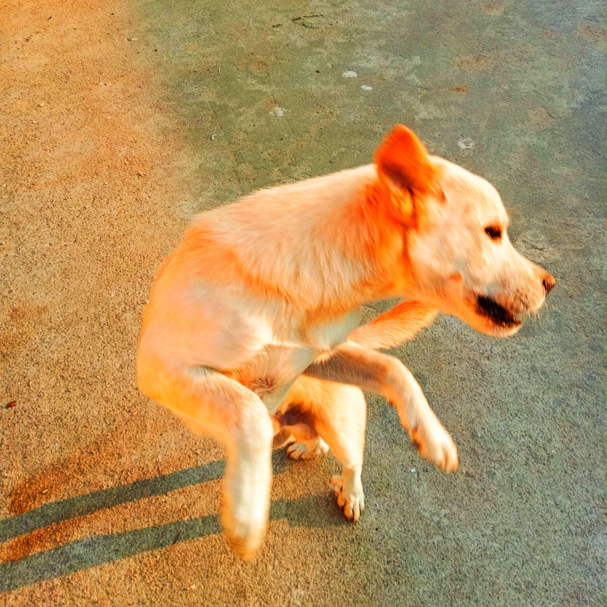 小小赖皮狗听话是你守护是你忠诚还是你