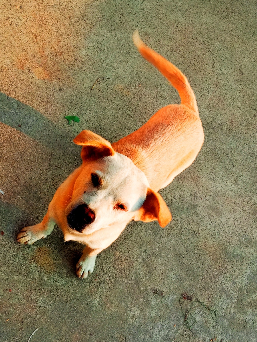 小小赖皮狗听话是你守护是你忠诚还是你