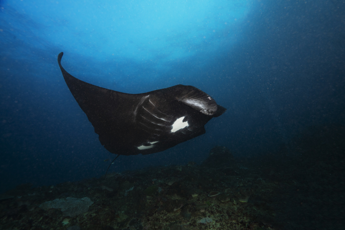 manta黑武士每个黑武士肚子上的斑点就是它的指纹灯位没放好高于镜头